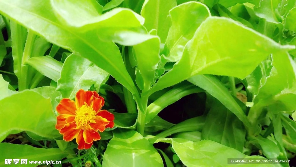 花
