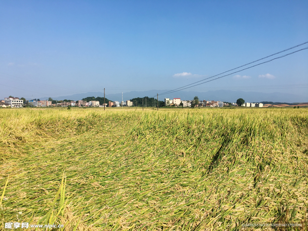 水稻田