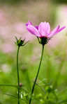 小花