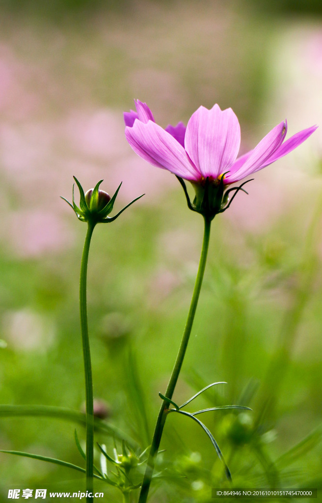 小花