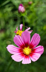 小花