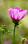小花