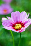 小花