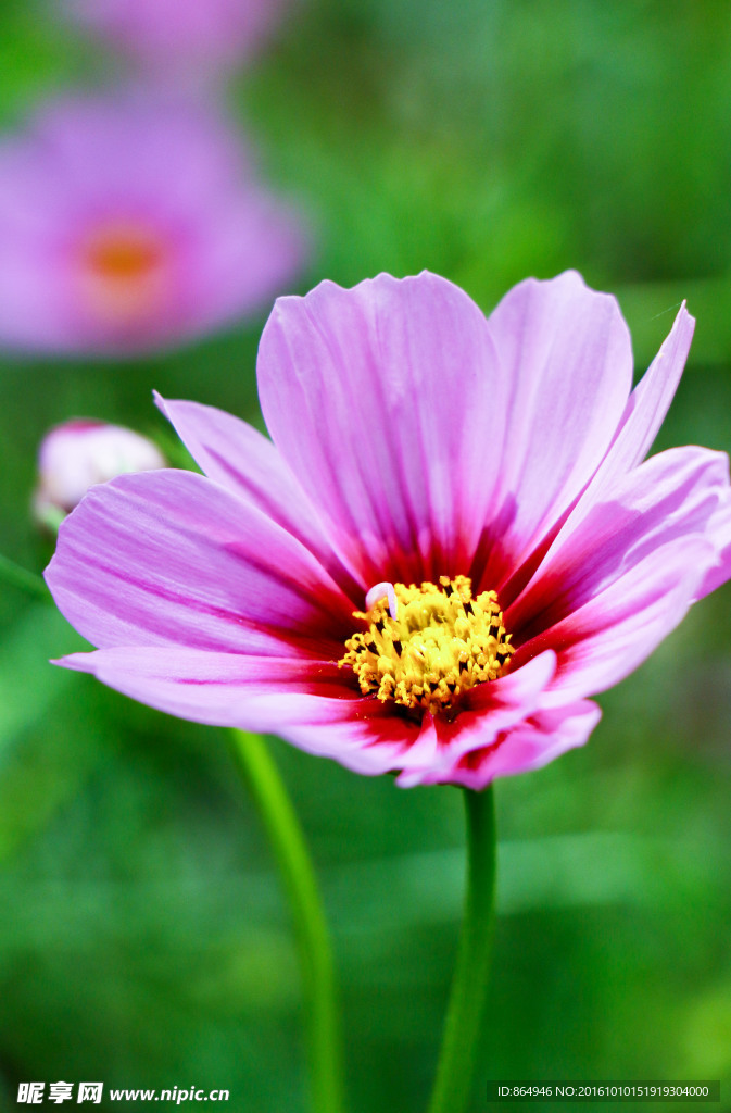 小花
