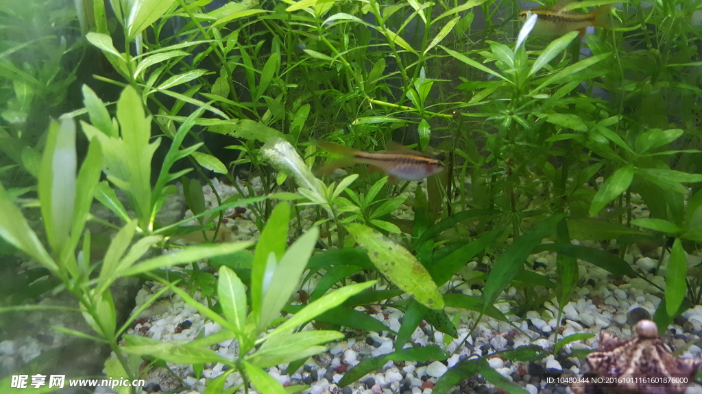 水草