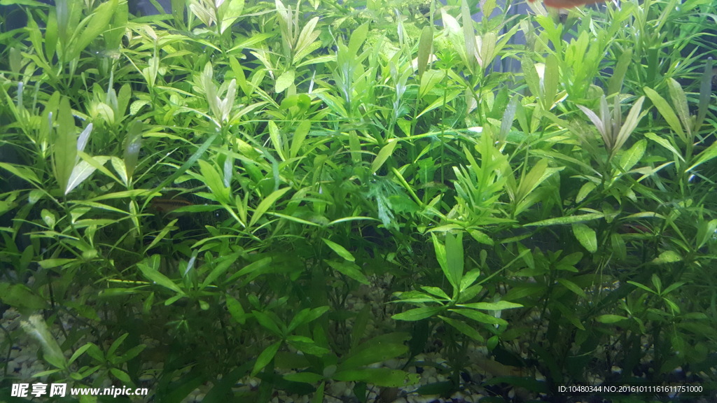 水草