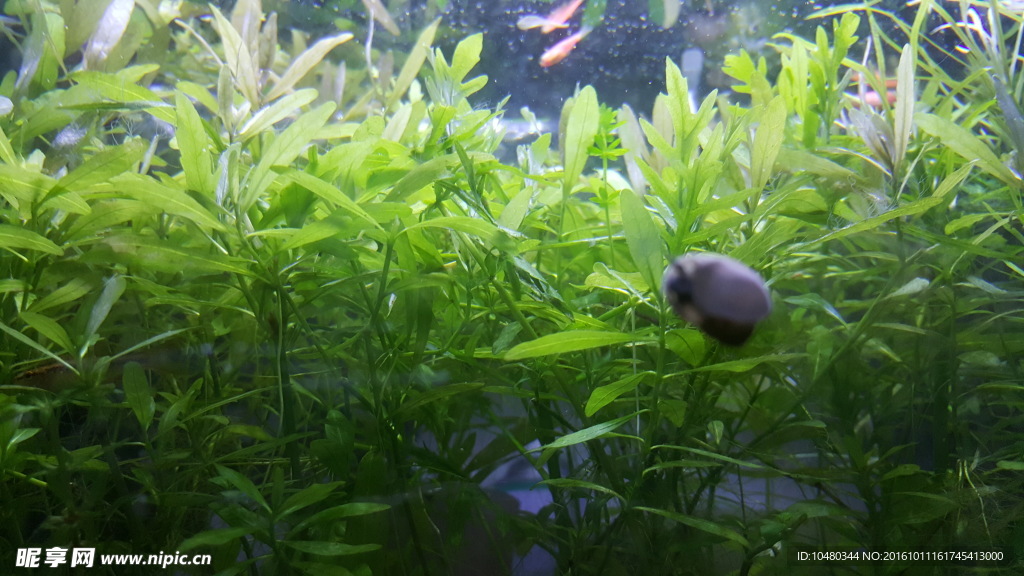 水族