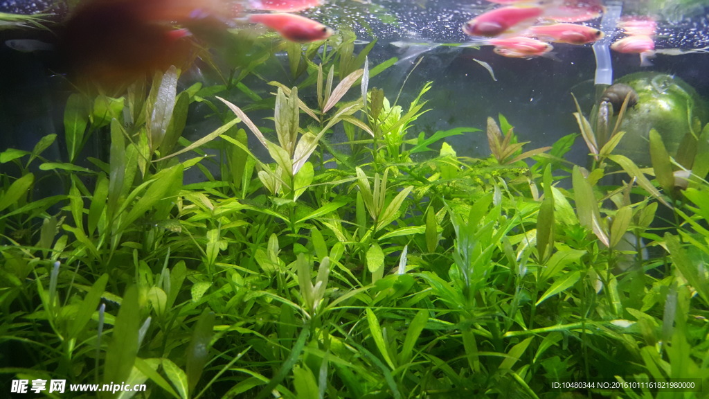 水族