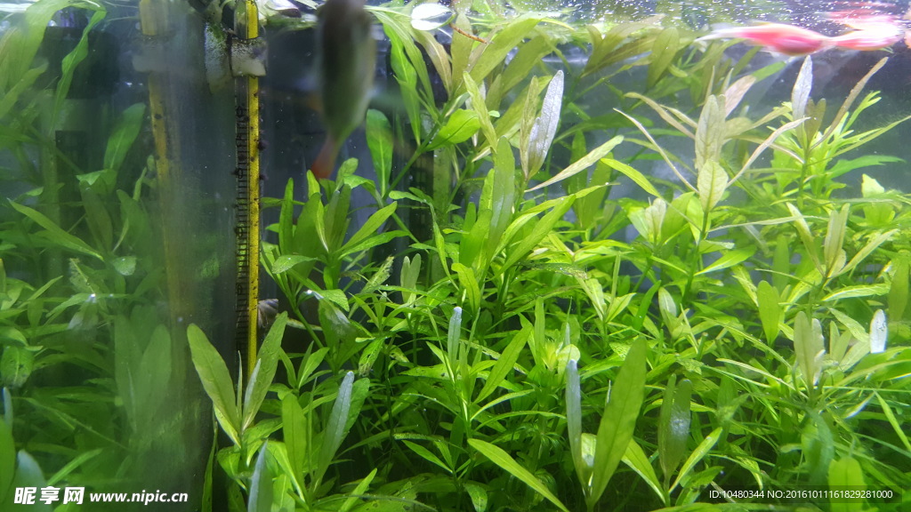 水草造景