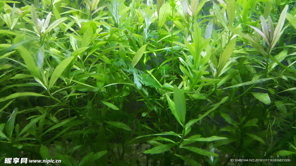 水草缸