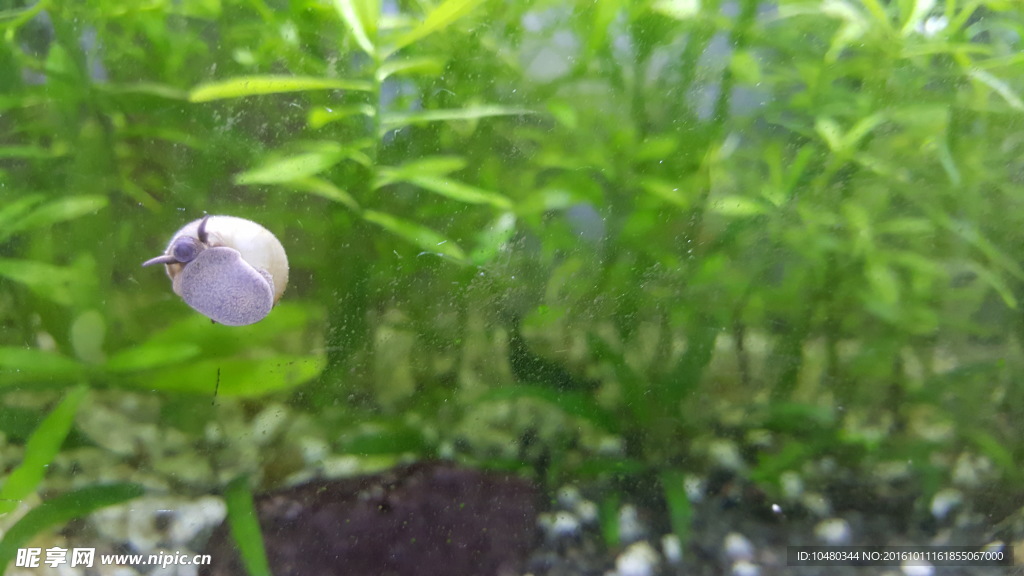 水族造景