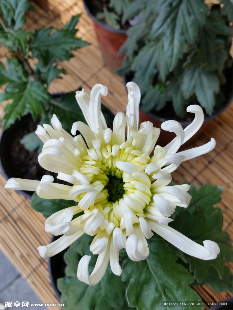 菊