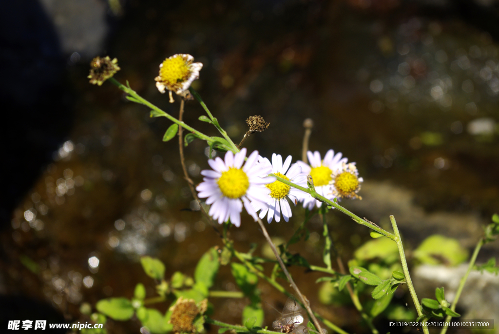 野山菊