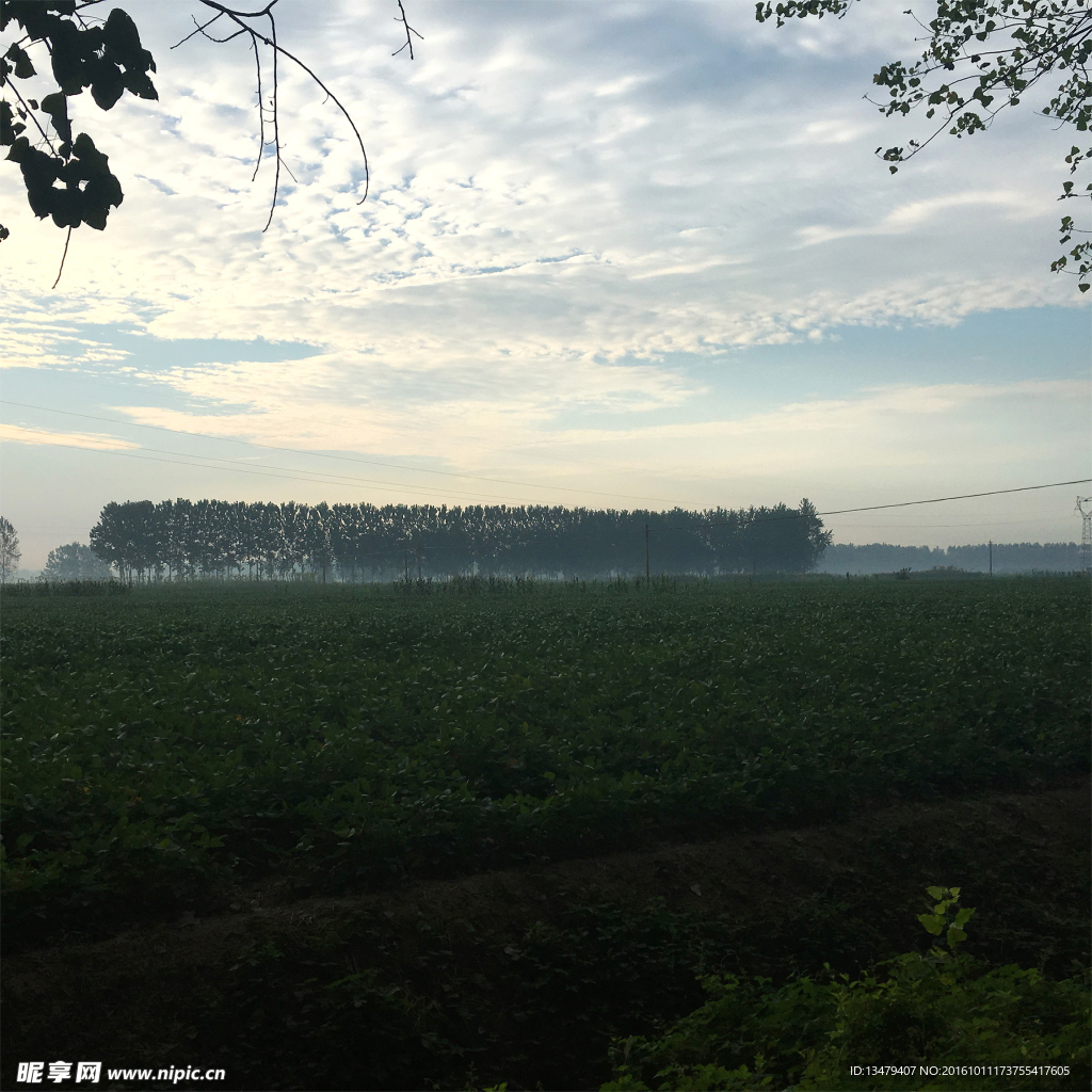 清晨的原野