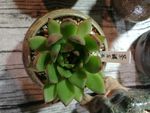 多肉植物