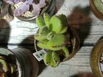 多肉植物