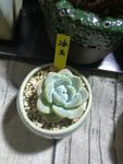 多肉植物