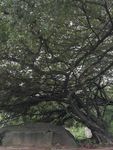 大树