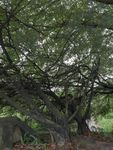 大树