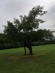 大树