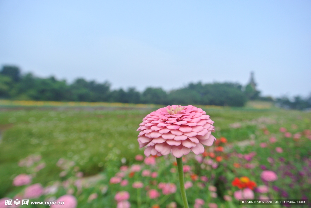 红花摄影