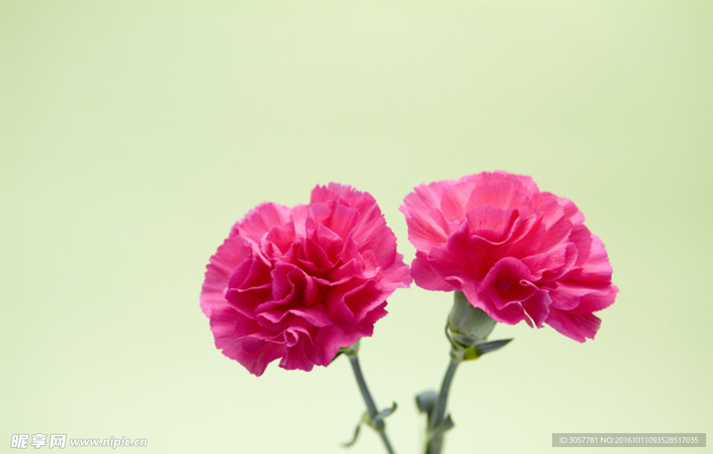 玫瑰红植物花朵花卉