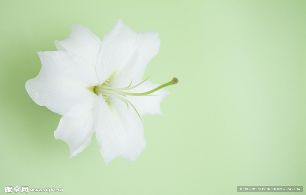百合花花卉植物