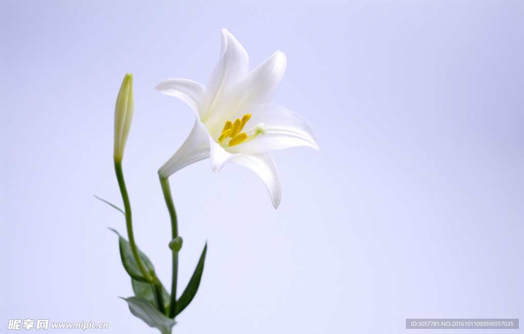 白色百合花