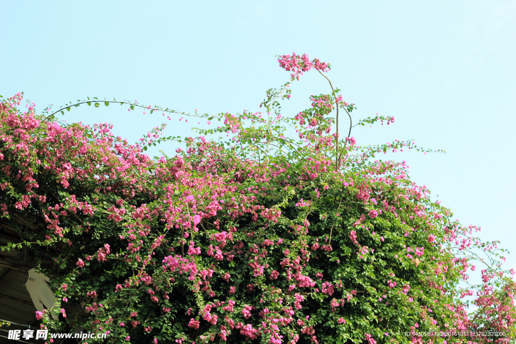 高清花草风景图