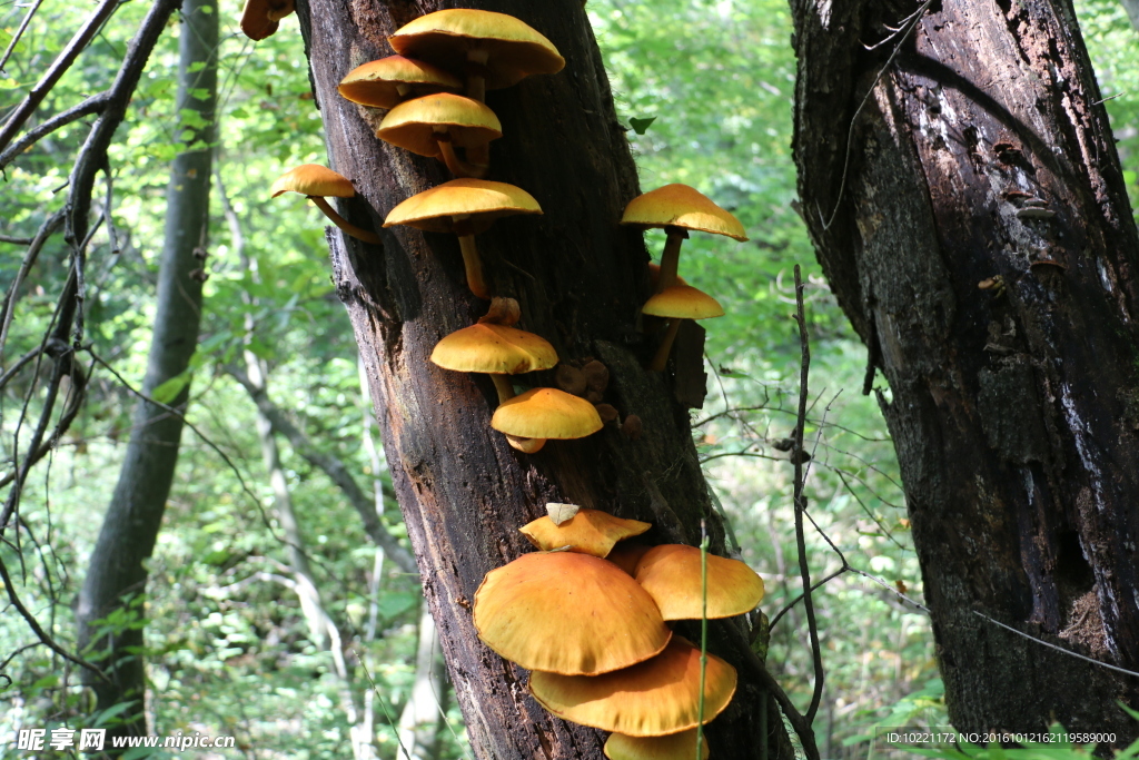 野生蘑菇