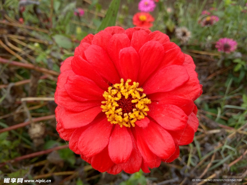 红花