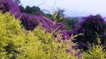 白云山花