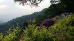 白云山花