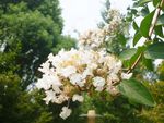 白色紫薇花