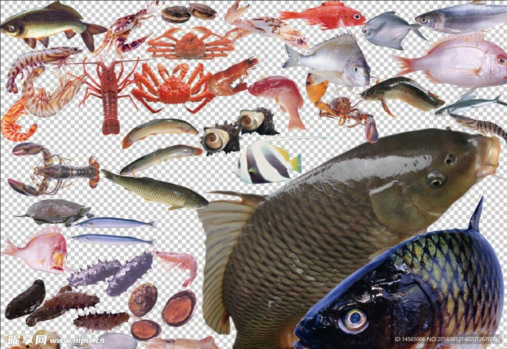 鱼  海鲜 蟹 虾  扇贝