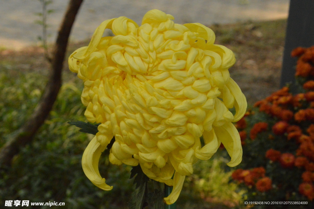 菊花