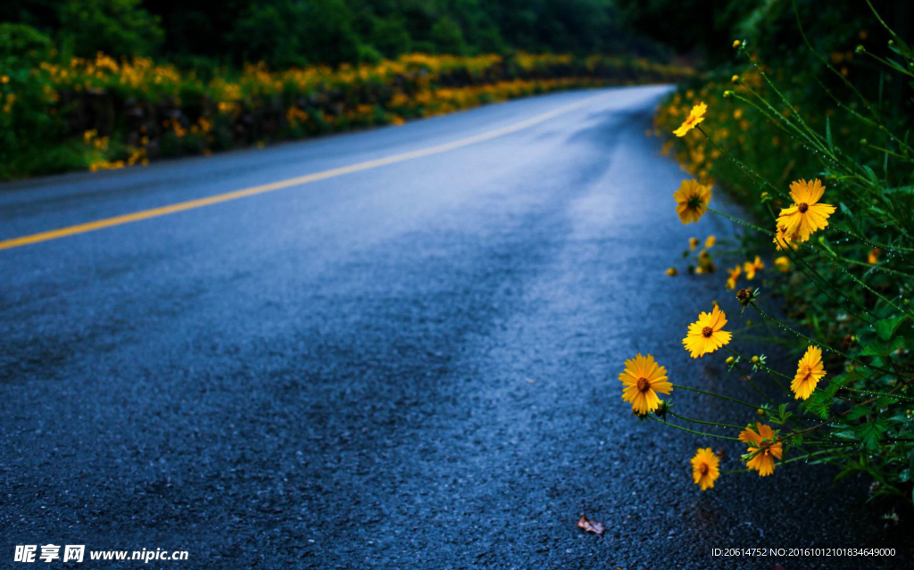 道路旁的小菊花