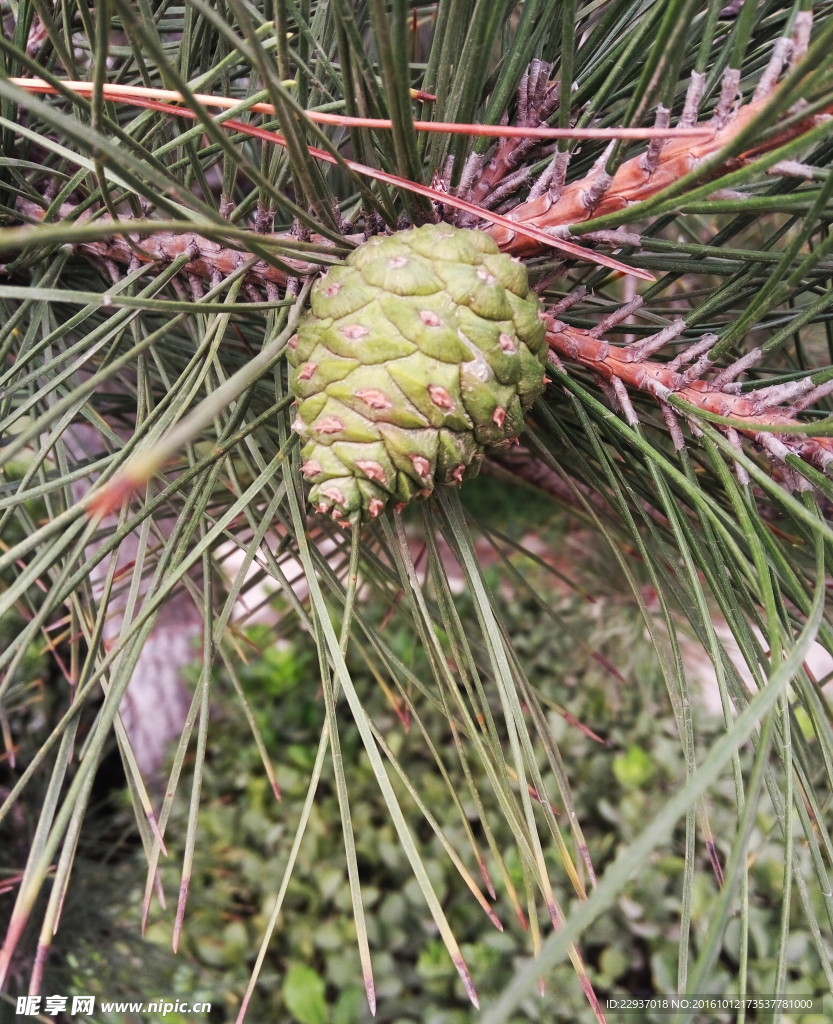 松树 植物