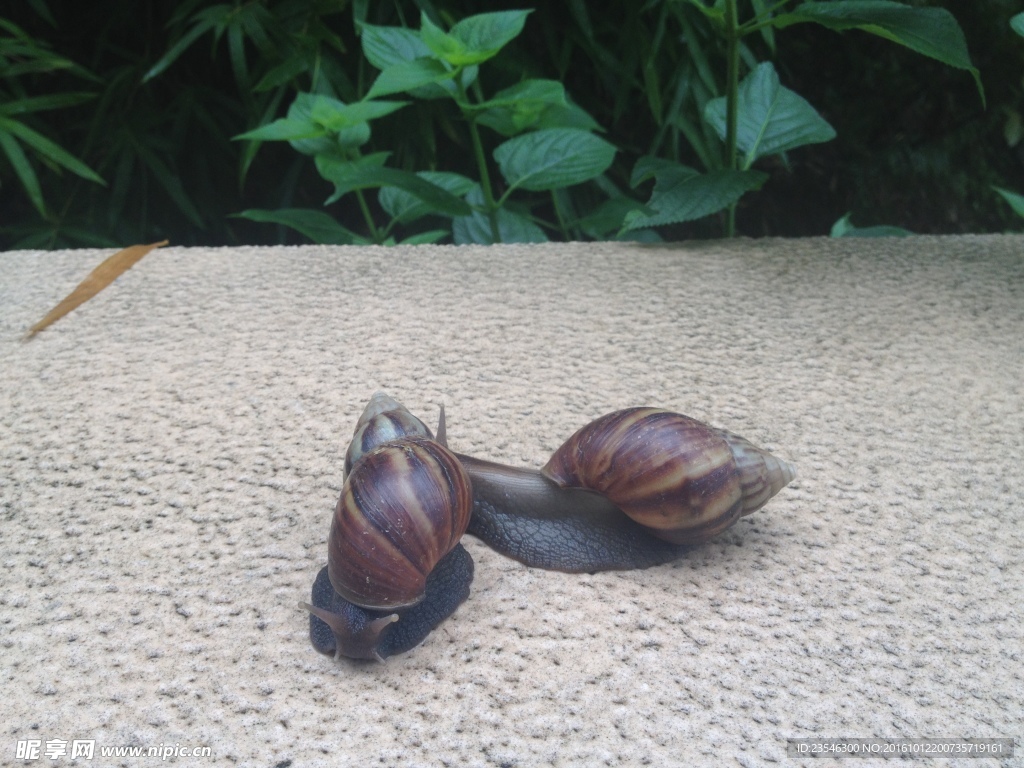 台阶上的两只蜗牛