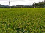 山川的田野