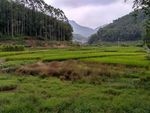 山川的田野