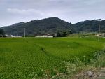 山川的田野