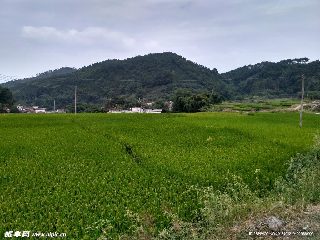 山川的田野
