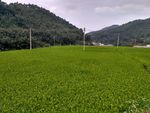 山川的田野