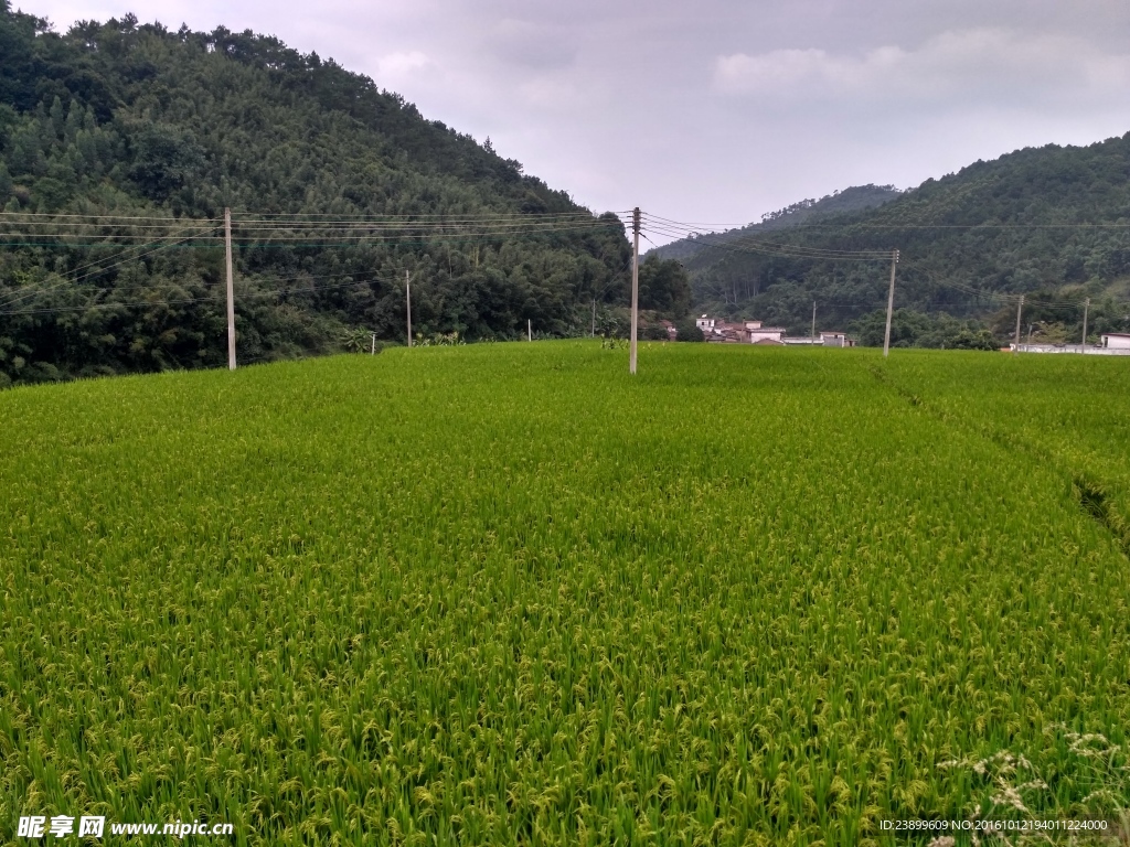 山川的田野
