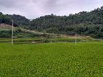 山川的田野