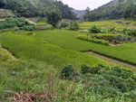 山川的田野