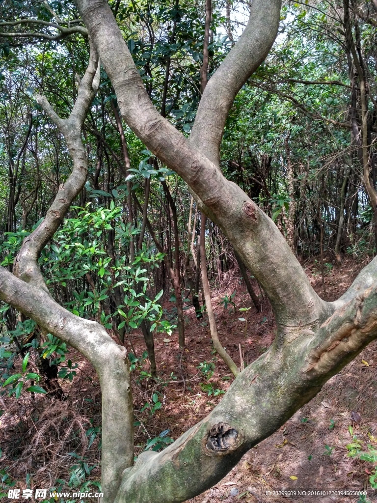 树枝