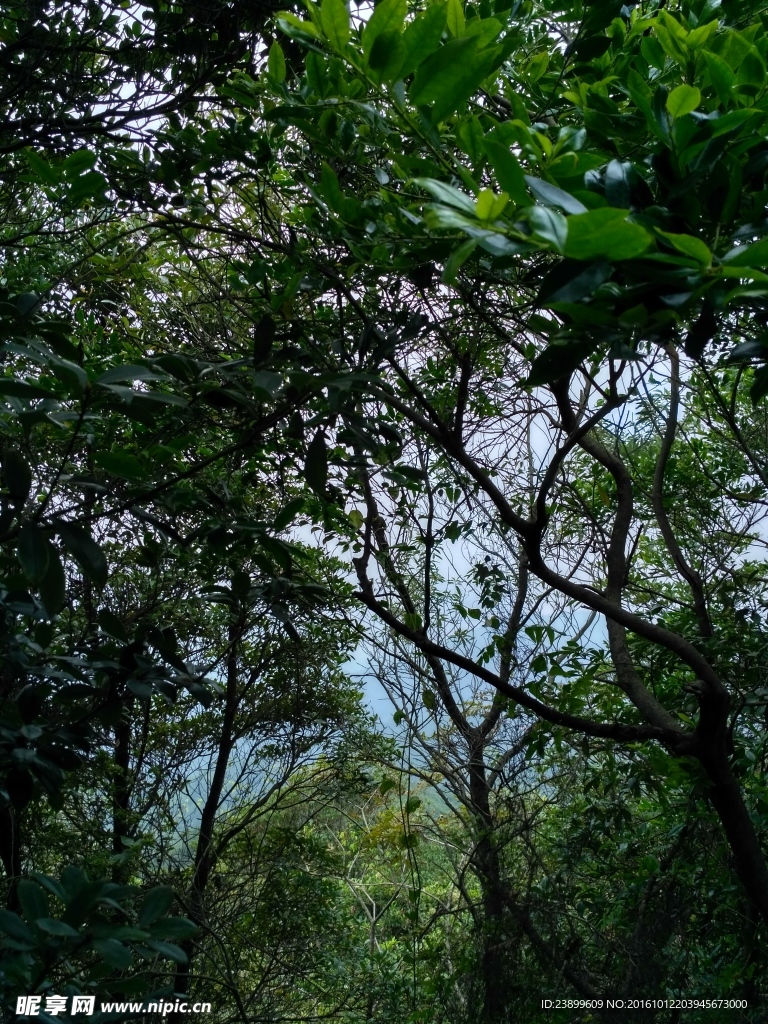 树荫