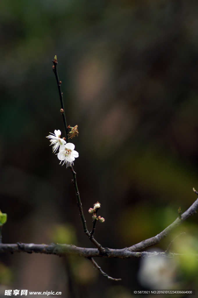 梅花